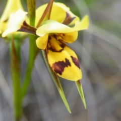 Diuris sulphurea (Tiger Orchid) at Acton, ACT - 7 Nov 2016 by Ryl