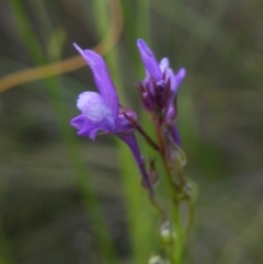 Linaria pelisseriana at Point 57 - 8 Nov 2016