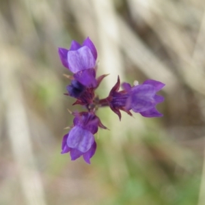 Linaria pelisseriana at Point 57 - 8 Nov 2016