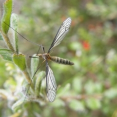 Geranomyia sp. (genus) cnm2 (A limoniid crane fly) at Acton, ACT - 8 Nov 2016 by Ryl