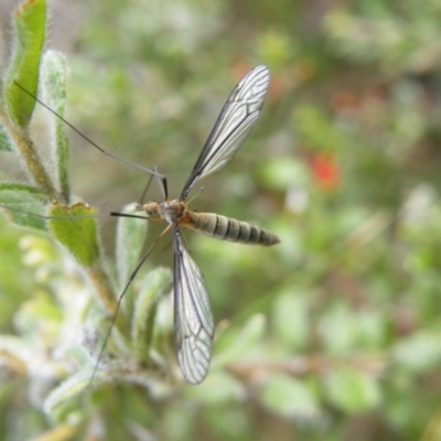 Geranomyia sp. (genus) cnm2 (A limoniid crane fly) at Acton, ACT - 8 Nov 2016 by Ryl
