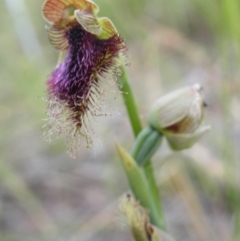 Calochilus platychilus at Acton, ACT - suppressed