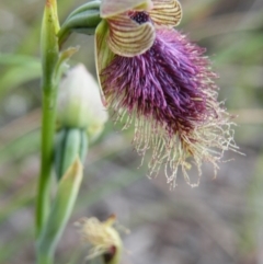 Calochilus platychilus at Acton, ACT - suppressed