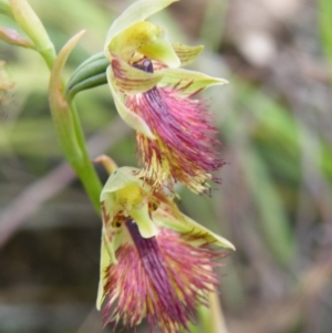 Calochilus montanus at Acton, ACT - 8 Nov 2016