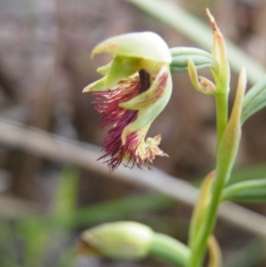 Calochilus montanus at Acton, ACT - 8 Nov 2016