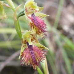 Calochilus montanus at Acton, ACT - suppressed