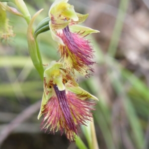 Calochilus montanus at Acton, ACT - 8 Nov 2016