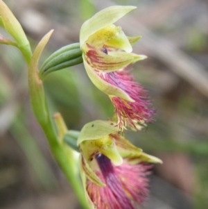 Calochilus montanus at Acton, ACT - 8 Nov 2016