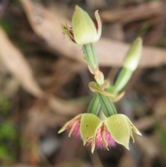 Calochilus montanus at Acton, ACT - 8 Nov 2016