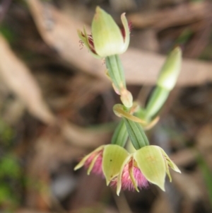 Calochilus montanus at Acton, ACT - suppressed