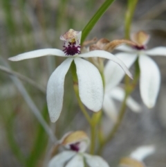 Caladenia cucullata (Lemon Caps) at Acton, ACT - 7 Nov 2016 by Ryl