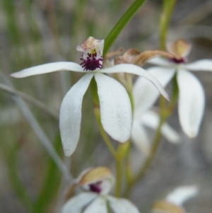 Caladenia cucullata at Acton, ACT - 8 Nov 2016