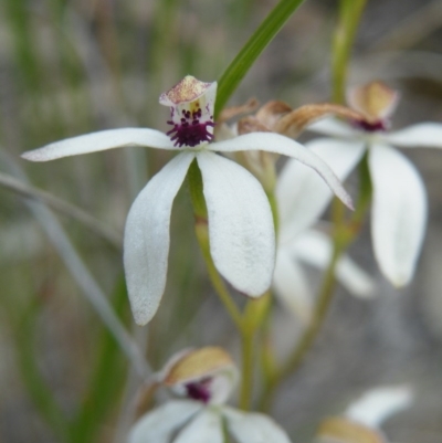 Caladenia cucullata (Lemon Caps) at Acton, ACT - 7 Nov 2016 by Ryl