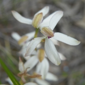 Caladenia cucullata at Acton, ACT - 8 Nov 2016