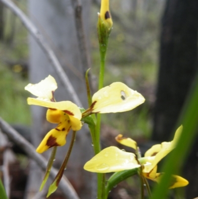 Diuris sulphurea (Tiger Orchid) at Acton, ACT - 9 Nov 2016 by Ryl