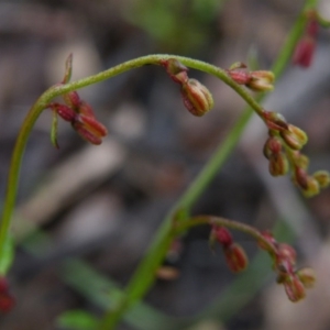 Gonocarpus tetragynus at Point 5808 - 10 Nov 2016