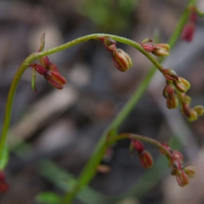 Gonocarpus tetragynus (Common Raspwort) at Point 5808 - 9 Nov 2016 by Ryl