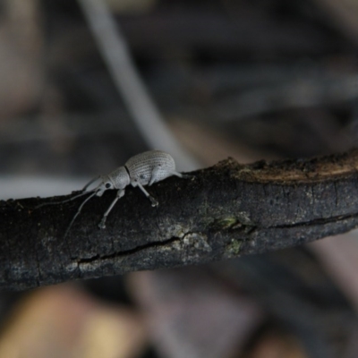 Merimnetes oblongus (Radiata pine shoot weevil) at Point 5808 - 9 Nov 2016 by Ryl