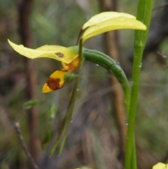 Diuris sulphurea (Tiger Orchid) at Acton, ACT - 9 Nov 2016 by Ryl