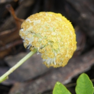 Craspedia variabilis at Acton, ACT - 10 Nov 2016