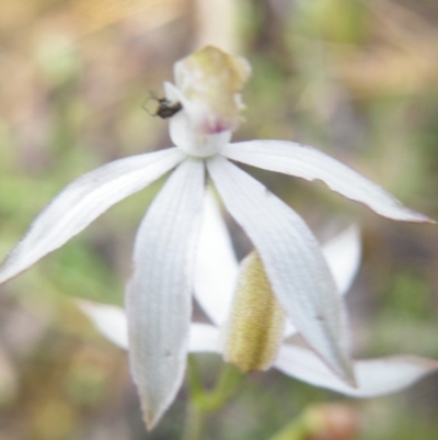 Caladenia moschata (Musky Caps) at Acton, ACT - 9 Nov 2016 by Ryl