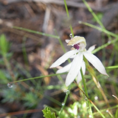 Caladenia cucullata (Lemon Caps) at Acton, ACT - 9 Nov 2016 by Ryl