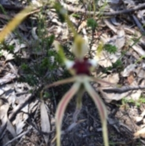 Caladenia atrovespa at Farrer Ridge - suppressed