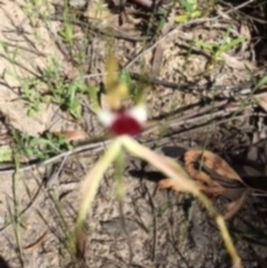 Caladenia atrovespa at Farrer Ridge - suppressed