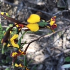 Diuris pardina (Leopard Doubletail) at Farrer Ridge - 6 Nov 2016 by NickDaines