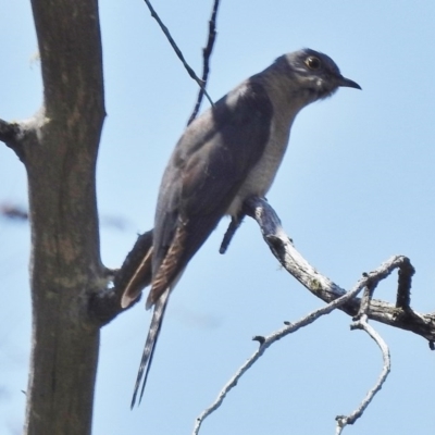 Cacomantis flabelliformis (Fan-tailed Cuckoo) at Rendezvous Creek, ACT - 21 Nov 2016 by JohnBundock