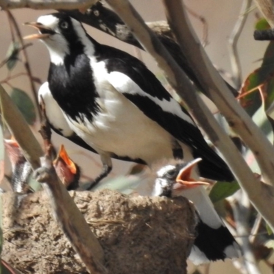Grallina cyanoleuca (Magpie-lark) at Kambah Pool - 22 Nov 2016 by JohnBundock