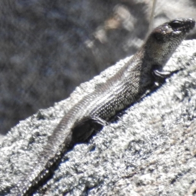 Egernia cunninghami (Cunningham's Skink) at Namadgi National Park - 21 Nov 2016 by JohnBundock