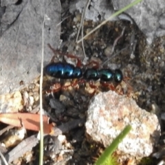 Diamma bicolor (Blue ant, Bluebottle ant) at Rendezvous Creek, ACT - 21 Nov 2016 by JohnBundock