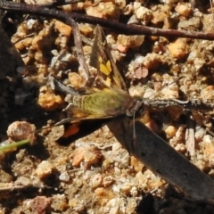 Trapezites phigalioides at Rendezvous Creek, ACT - 21 Nov 2016