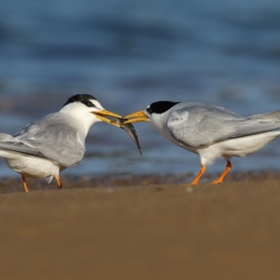 Sternula albifrons (Little Tern) at Mogareeka, NSW - 16 Nov 2016 by Leo