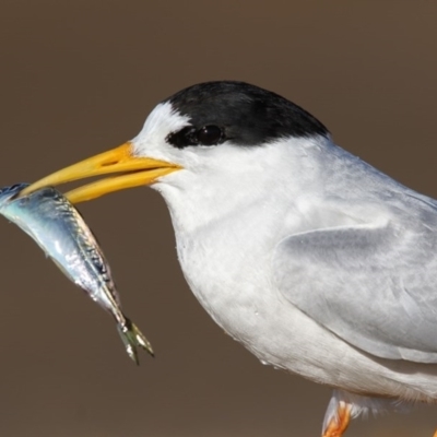 Sternula nereis (Fairy Tern) at Mogareeka, NSW - 16 Nov 2016 by Leo