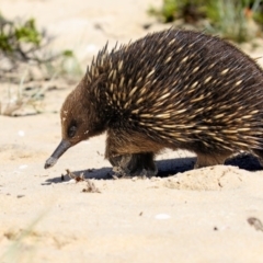 Tachyglossus aculeatus (Short-beaked Echidna) at Eden, NSW - 13 Nov 2016 by Leo