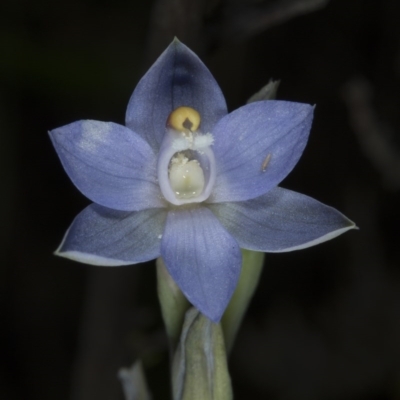 Thelymitra pauciflora (Slender Sun Orchid) at Mount Taylor - 22 Nov 2016 by DerekC