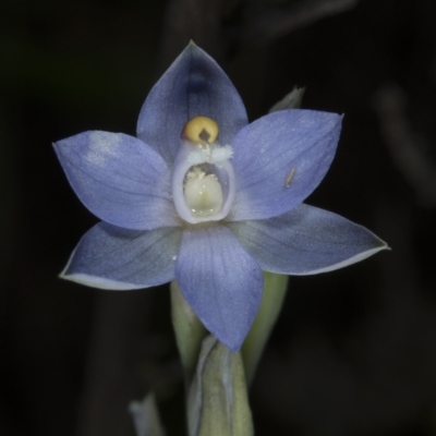 Thelymitra pauciflora (Slender Sun Orchid) at Kambah, ACT - 22 Nov 2016 by DerekC