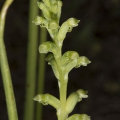 Microtis unifolia (Common Onion Orchid) at Mount Taylor - 22 Nov 2016 by DerekC