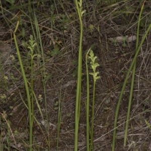 Microtis unifolia at Kambah, ACT - 22 Nov 2016