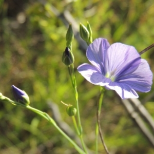 Linum marginale at Greenway, ACT - 21 Nov 2016