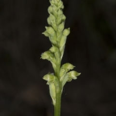 Microtis unifolia (Common Onion Orchid) at Kambah, ACT - 22 Nov 2016 by DerekC