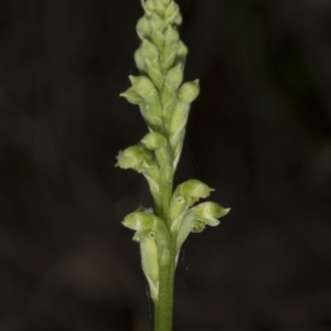 Microtis unifolia at Kambah, ACT - 22 Nov 2016