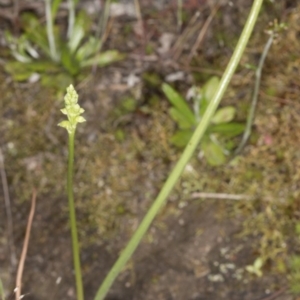 Microtis unifolia at Kambah, ACT - 22 Nov 2016