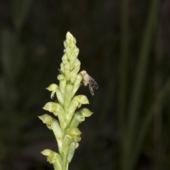 Microtis unifolia (Common Onion Orchid) at Mount Taylor - 22 Nov 2016 by DerekC