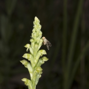 Microtis unifolia at Kambah, ACT - 22 Nov 2016