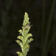 Microtis unifolia at Kambah, ACT - 22 Nov 2016