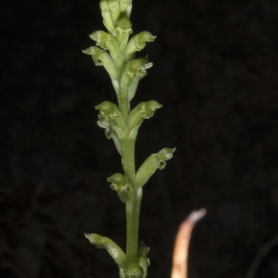 Microtis unifolia (Common Onion Orchid) at Kambah, ACT - 22 Nov 2016 by DerekC