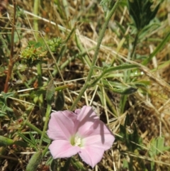 Convolvulus angustissimus subsp. angustissimus (Australian Bindweed) at Banks, ACT - 20 Nov 2016 by michaelb